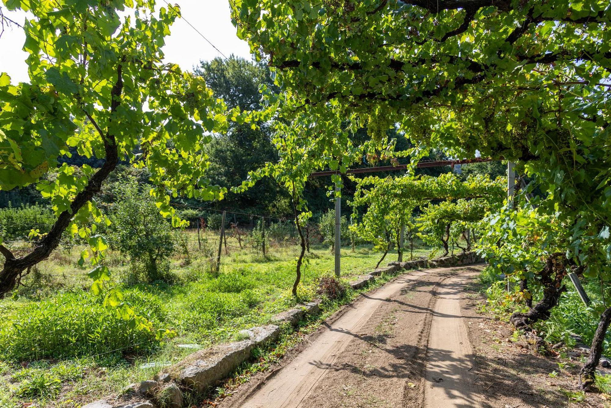 Quinta Da Comenda São Pedro do Sul Exteriör bild