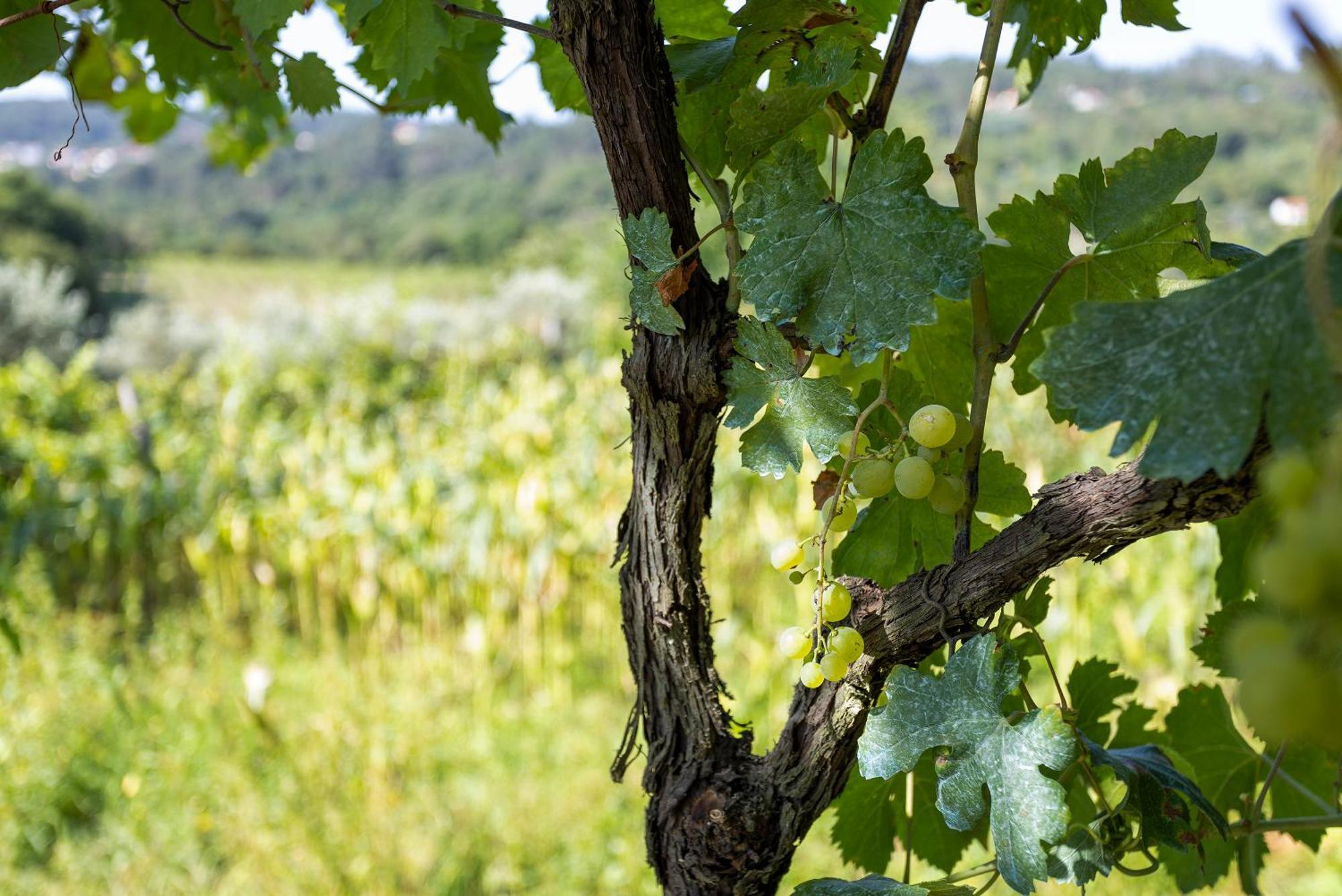 Quinta Da Comenda São Pedro do Sul Exteriör bild